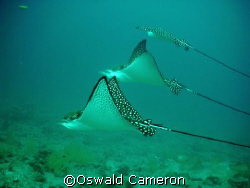 Spoted Eagle Rays , Bartolome Island , Galapagos, Ecuador... by Oswald Cameron 
